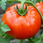 Red Giant Belgium Tomato: